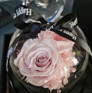 Preserved Pink Roses in Glass Dome - Eternal Flowers, Forever Roses with LED
